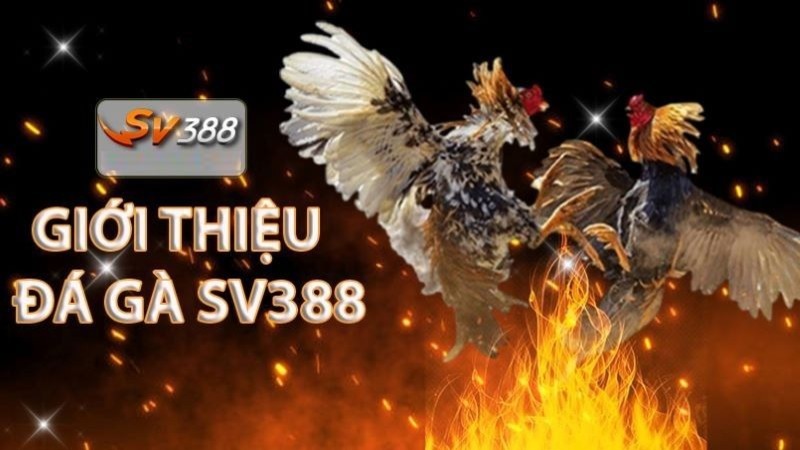 Hệ thống khen thưởng cấp độ Dr88 hoạt động như thế nào? - Dr88