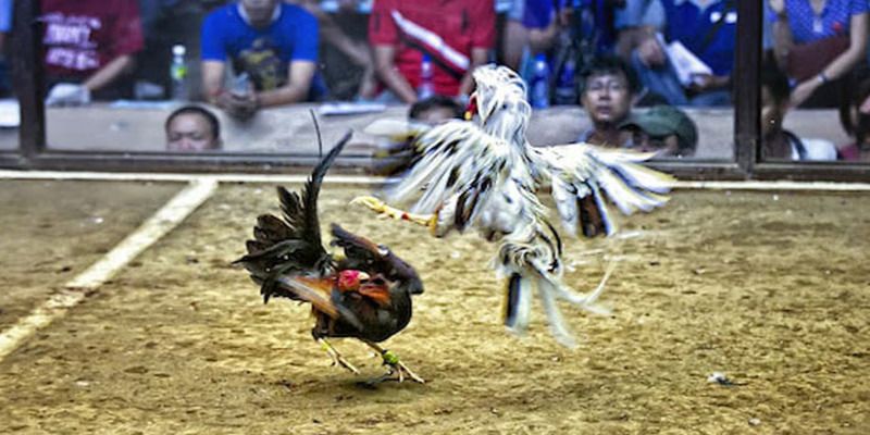 Hướng dẫn truy cập Mibet - Mibet